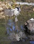 Parus_palustris_pe6722