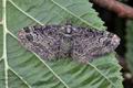 Pasiphila_rectangulata_bn8343