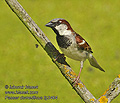 Passer_domesticus_fg3464