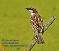 Passer_domesticus_fg3467