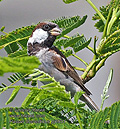 Passer_domesticus_pj6951