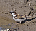 Passer_domesticus_r999099
