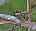 Passer_hispaniolensis_ka0539
