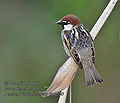 Passer_hispaniolensis_ka0550