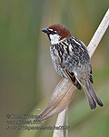 Passer_hispaniolensis_ka0560