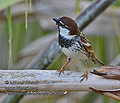Passer_hispaniolensis_ka0568