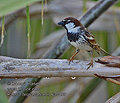 Passer_hispaniolensis_ka0569
