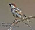 Passer_hispaniolensis_ka9202
