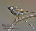Passer_hispaniolensis_ka9205