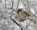 Passer_montanus_dc2929