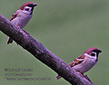 Passer_montanus_p4250005