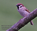 Passer_montanus_p4250010
