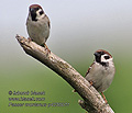 Passer_montanus_p4250011