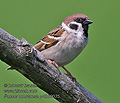 Passer_montanus_p4250035