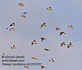 Passer_montanus_pb1212051