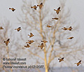 Passer_montanus_pb1212057