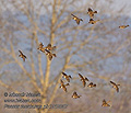 Passer_montanus_pb1212058
