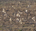 Passer_montanus_pb1212069