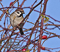 Passer_montanus_rd1543