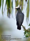 Patagioenas_leucocephala_md1440