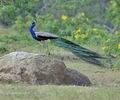 Pavo_cristatus_fe1038