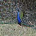 Pavo_cristatus_fe1083