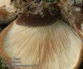 Paxillus_atrotomentosus_ab9257