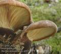 Paxillus_atrotomentosus_ab9274