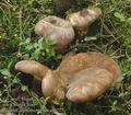 Paxillus_atrotomentosus_ab9277