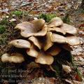 Paxillus_atrotomentosus_al5151