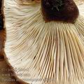 Paxillus_atrotomentosus_al5164