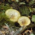 Paxillus_rubicundulus_al6536