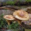 Paxillus_rubicundulus_al9319