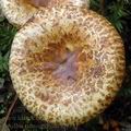 Paxillus_rubicundulus_al9331