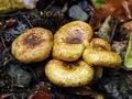 Paxillus_rubicundulus_hy7786