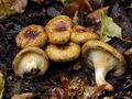 Paxillus_rubicundulus_hy7795