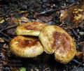 Paxillus_rubicundulus_hy7926