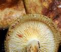 Paxillus_rubicundulus_hy7931