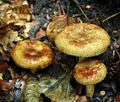 Paxillus_rubicundulus_hy7933