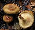 Paxillus_rubicundulus_hy7943