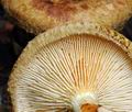 Paxillus_rubicundulus_hy7944