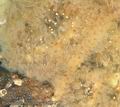Pectinatella_magnifica_ac0032