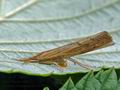 Pediasia_contaminella_hy2393