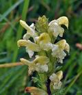 Pedicularis_comosa_br8518