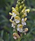 Pedicularis_comosa_br8583