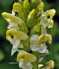 Pedicularis_comosa_br8597