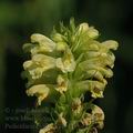 Pedicularis_exaltata_al3423