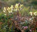 Pedicularis_lapponica_4898