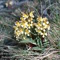 Pedicularis_oederi_9084