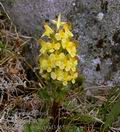 Pedicularis_oederi_dd3455